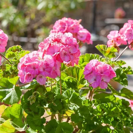 펜션 Portovecchio 레반토