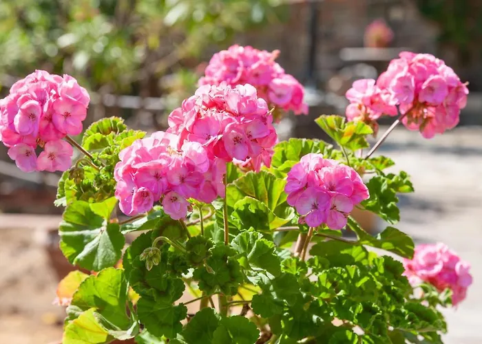 بيت للعطل Portovecchio ليفانتو